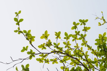 Obraz na płótnie Canvas Green leafs in summer with white background 