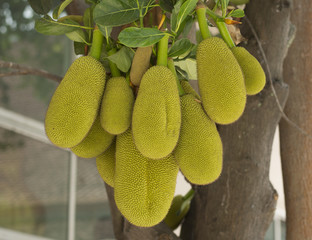 jackfruit