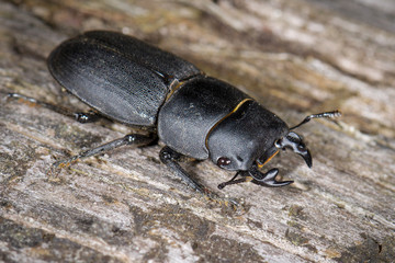 Balkenschröter (Dorcus parallelipipedus) Männchen 