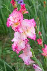 Pink Gladiolus flower in the garden