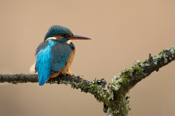Kingfisher (Alcedo Atthis)/Kingfisher perched on moss covered branch