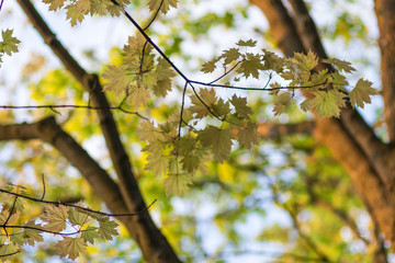 trees in the evening