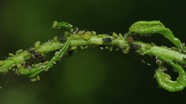 4K Ants tending Aphids 1
