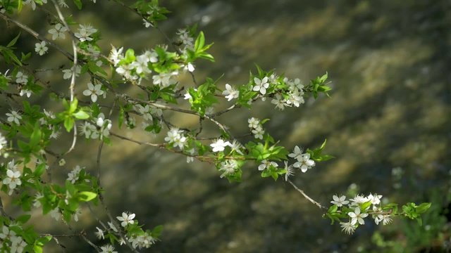  blossoming tree, Spring, clean, flora, green, plant