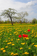 Obraz premium red tulips in a dandelion field