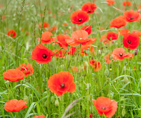 Fototapeta premium poppy field 