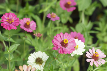 Obraz premium Flowers garden for pattern