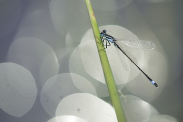 caballito del diablo, mosca damisela