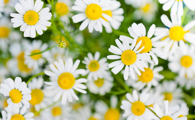 daisies background