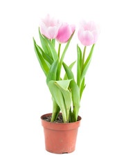 tulip pot