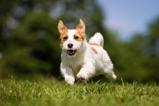 Jack Russell Terrier dog outdoors on grass