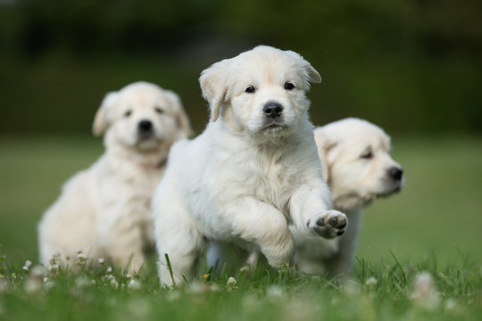 Three cute golden retriever puppies