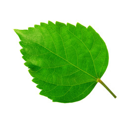 Green leaf of Hibiscus; closeup on white background