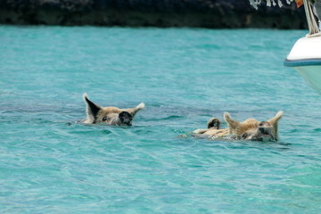 Fototapeta premium Swimming Pigs, bahamas