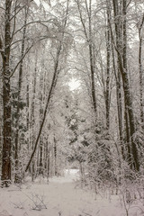 Winter forest in snow