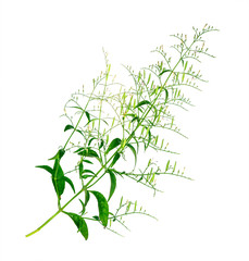 kariyat plant or king of bitters.bitter herbal