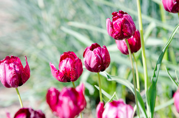 Violet collapsed tulips in grass
