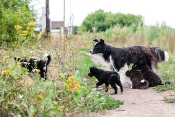 Fototapeta premium Dog walking on the street with the puppies. Two puppies sucking
