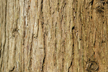 Background texture of tree bark. Skin the bark of a tree that traces cracking.