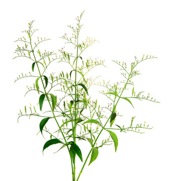 kariyat plant or king of bitters.bitter herbal