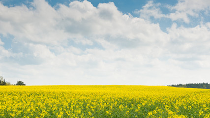 Yellow rapeseed field in sunny spring day 