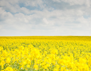 Obraz premium yellow rapeseed field in sunny spring day 