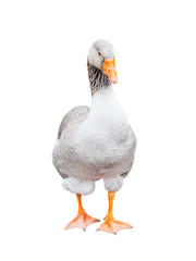 A grey goose, isolated on white background