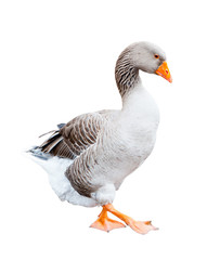 A grey goose, isolated on white background