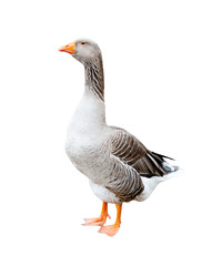 A grey goose, isolated on white background
