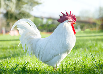 rooster © izzetugutmen