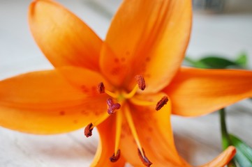 Orange Asiatic lily flower bloom with anthers and pollen