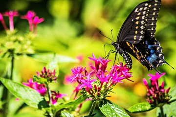 Black swallowtail butterfly