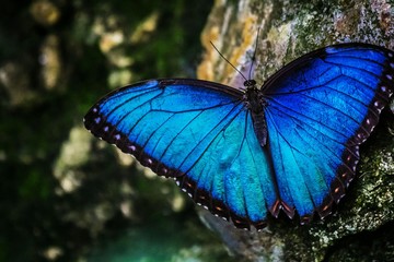 Blue Morpho butterfly on rock