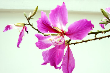 Close up pink orchid tree with white background