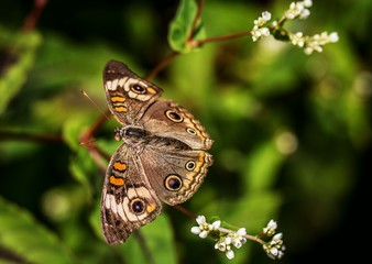 Buckeye Butterfly on flowers