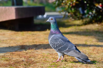 ハト