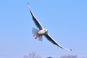 ユリカモメ