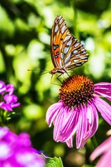 Gulf Fritillary butterfly on flower