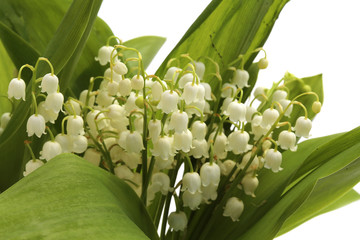 Obraz premium Muguet
