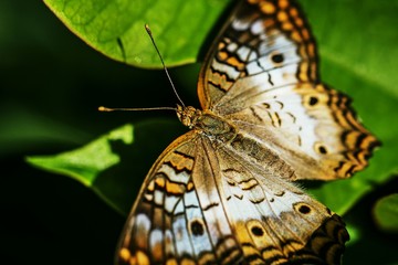 White peacock butterfly