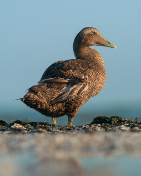 Common eider duck. Female