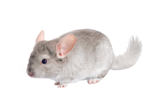Thoroughbred chinchilla beige. Isolated. A series of images.