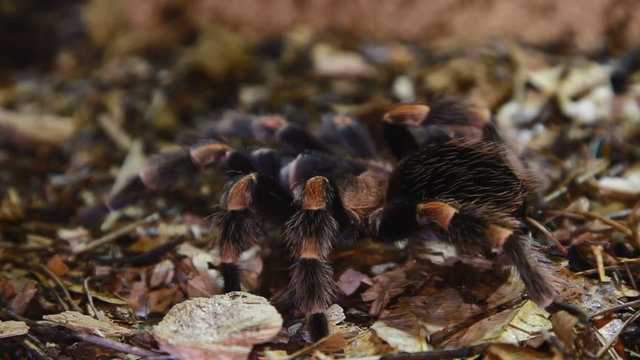 Mexican Redknee Tarantula Brachypelma smithi
