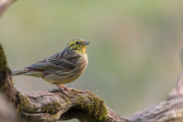 Fototapeta premium Goldammer