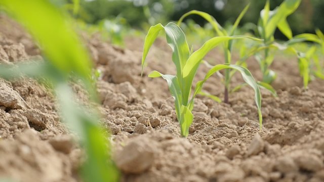 Green young corn maze plants in the field slow motion moving on wind 1080p FullHD video - Natural and agriculture background corn plants organic food production 1920X1080 HD footage 