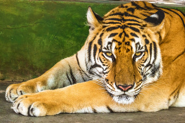 Close up of a big tiger outdoor in Thailand, Asia.