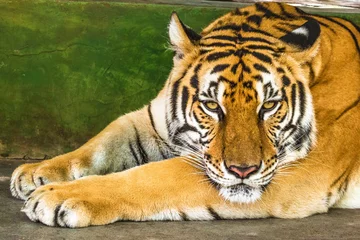 Papier Peint photo Lavable Tigre Gros plan d& 39 un gros tigre en plein air en Thaïlande, en Asie.