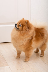 red dog breed miniature Pomeranian is looking with interest. emotion of interest and attention