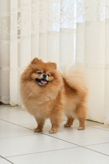 red dog breed miniature Pomeranian is looking with interest. emotion of interest and attention