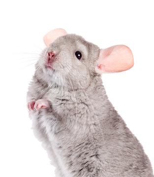 Beige chinchilla isolated on white background. series of images.